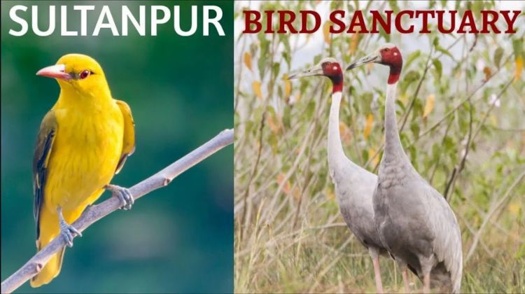 Sultanpur Bird Sanctuary, Haryana