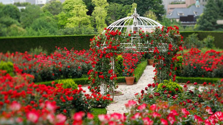 Rose Garden with Nature’s Bliss