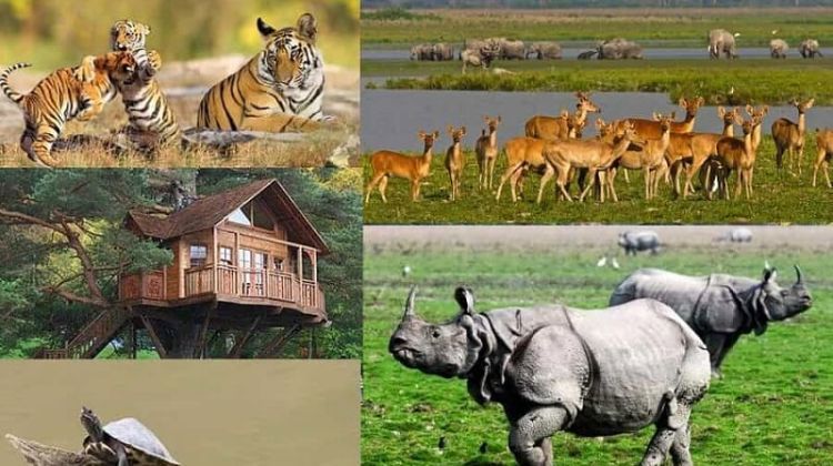 Kaziranga National Park, Assam – Wildlife Wonders