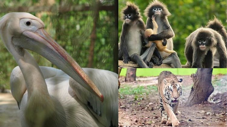 Wildlife at Sepahijala Sanctuary