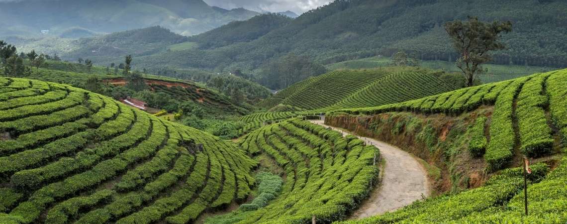 Tea Tasting at Happy Valley Estate