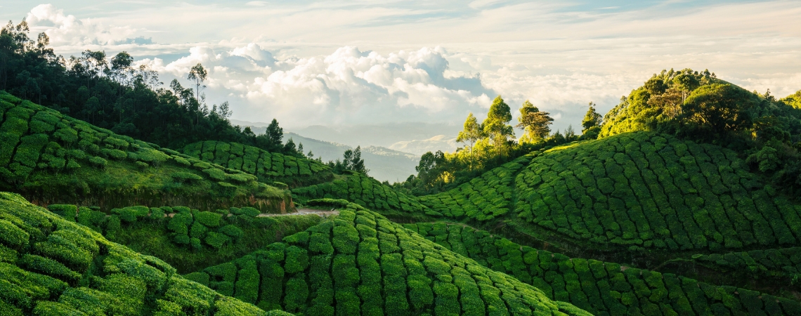 Munnar, Kerala
