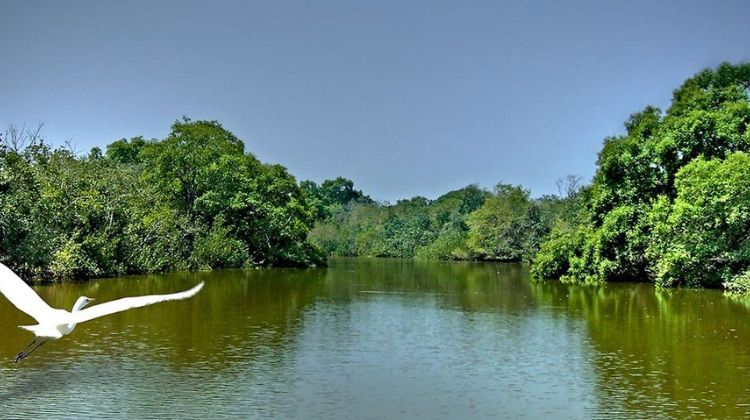 Bhitarkanika, Odisha – Mangrove Eco Retreat