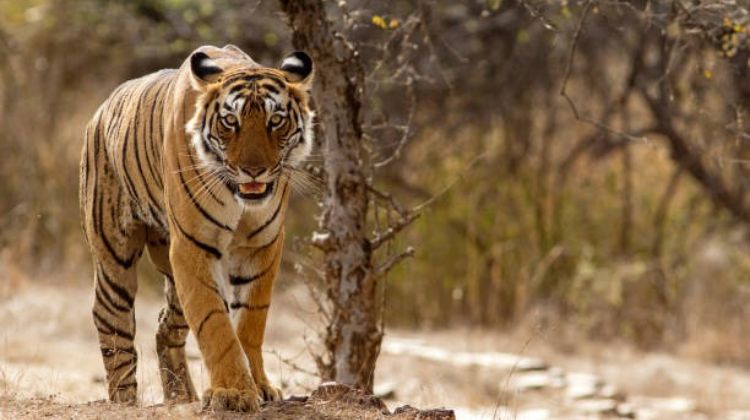Stroll Through Siddharth Garden & Zoo