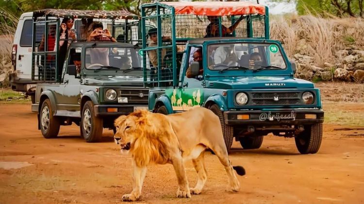 Gir National Park 