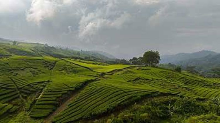 Coorg