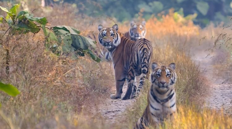Melghat Tiger Reserve