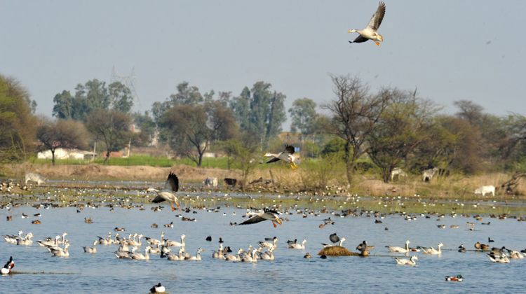 Wildlife Safari at Sultanpur Bird Sanctuary