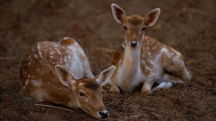 Chill at Ralamandal Wildlife Sanctuary