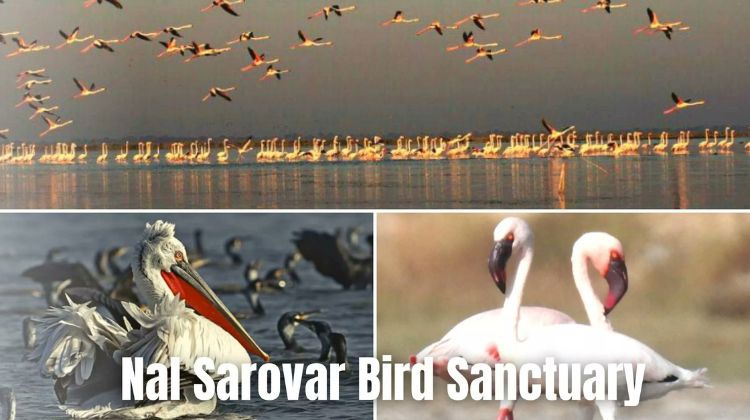 Nal Sarovar Bird Sanctuary, Gujarat