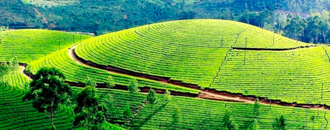 Munnar