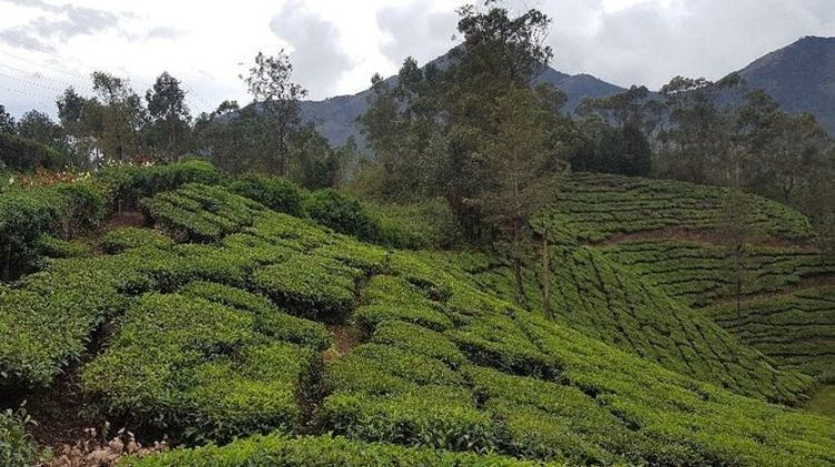 Munnar, Kerala – Tea Estate Trails