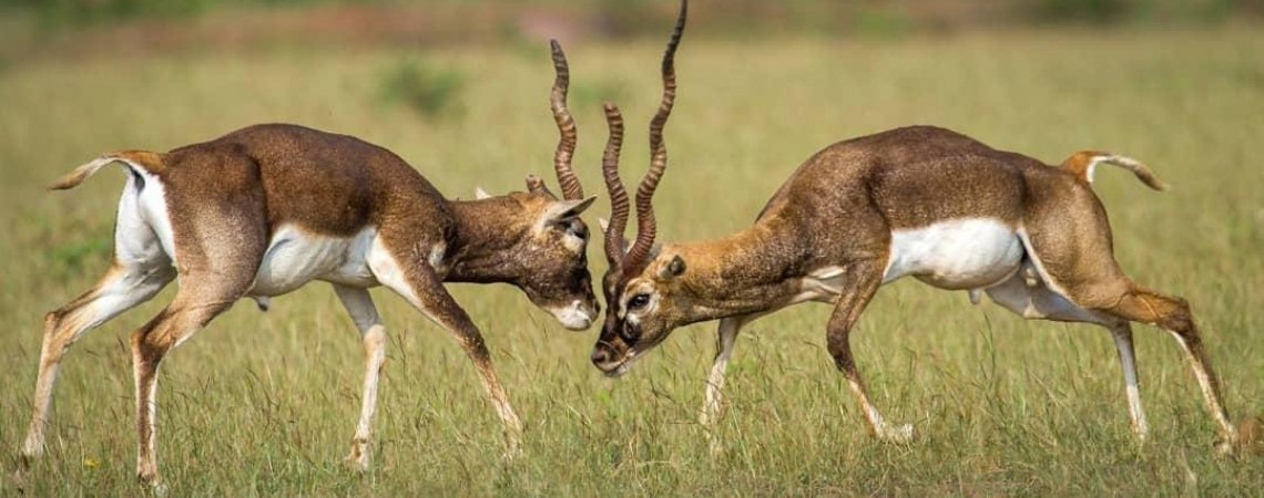 Rollapadu Wildlife Sanctuary – A Birdwatcher’s Paradise