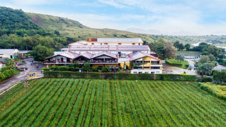 Enjoy a Budget Vineyard Tour
