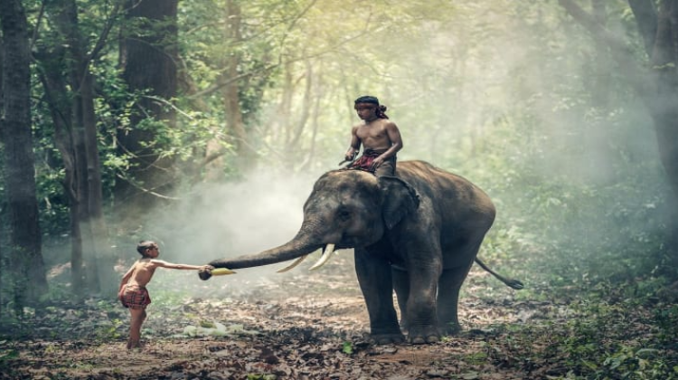 Take a Budget Safari at Muthanga Wildlife Sanctuary
