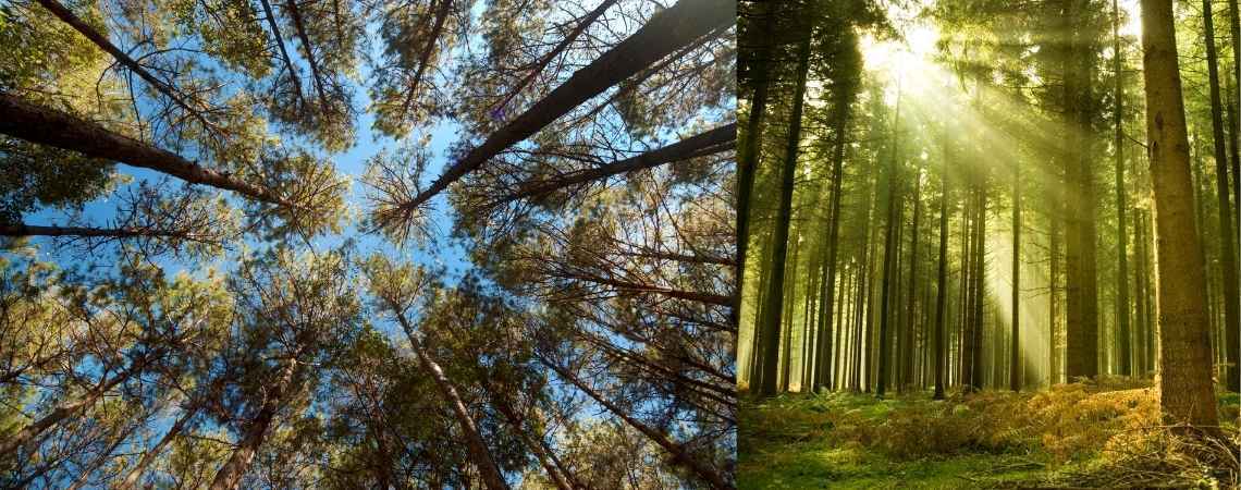 Pine Forests – Bollywood’s Favorite Spot
