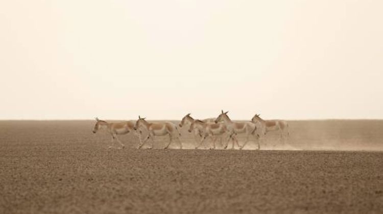 Little Rann of Kutch