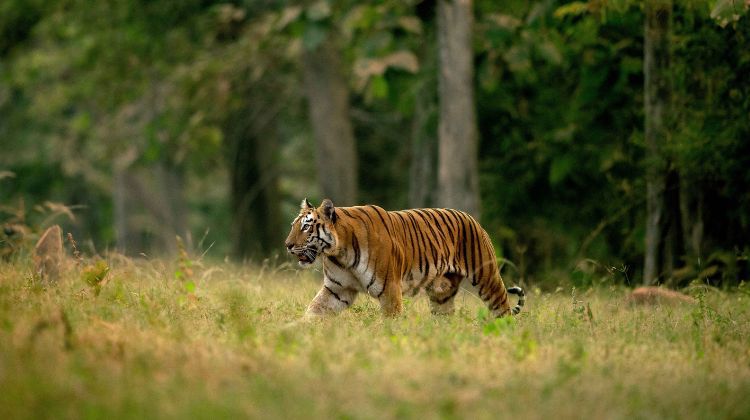 Discover Wildlife at Tadoba Andhari Tiger Reserve