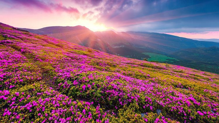 Valley of Flowers, Uttarakhand – A Floral Paradise