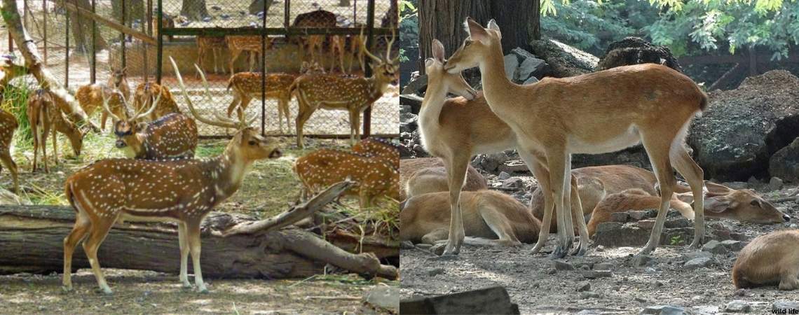 Deer Park Delhi
