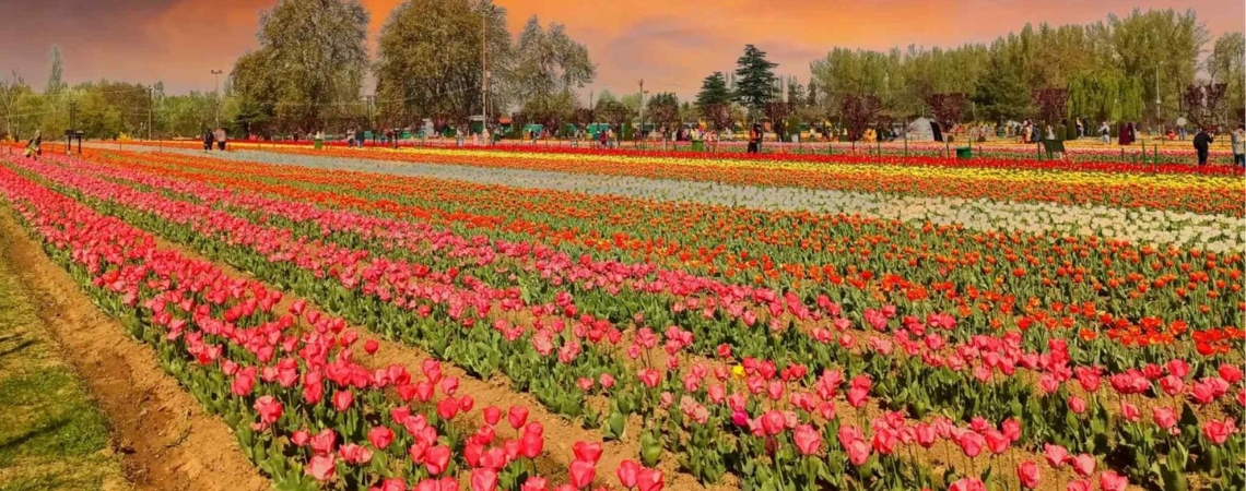 Enjoy the Tulip Festival