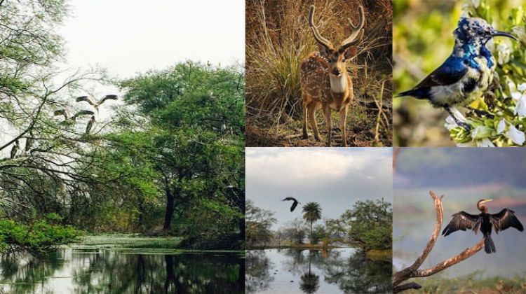 Keoladeo National Park, Rajasthan