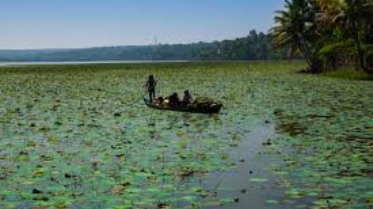 Explore the Tranquil Vellayani Lake at Zero Cost