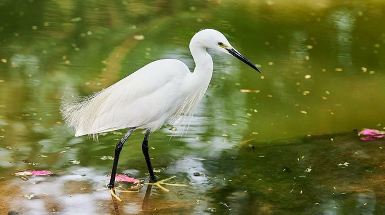 Relax at Salim Ali Lake & Bird Sanctuary 