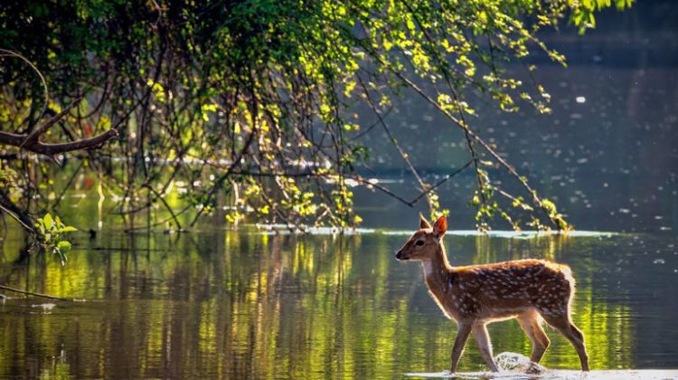 Wildlife at Dudhwa National Park