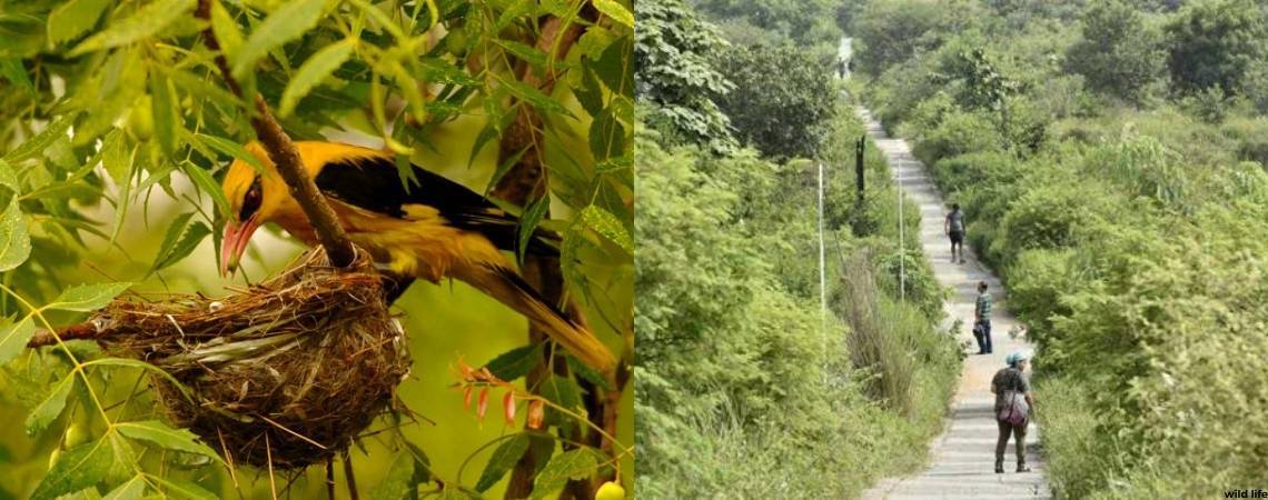 Aravalli Biodiversity Park