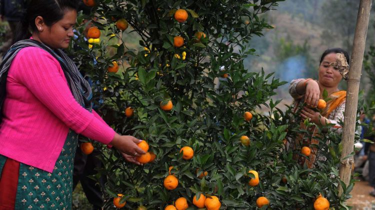 Orange Festival in November