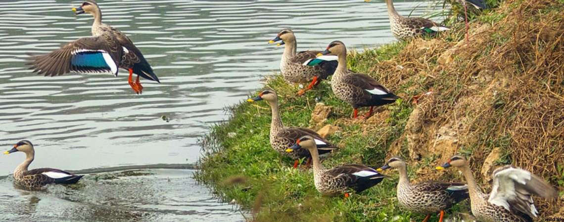 Neela Hauz Biodiversity Park
