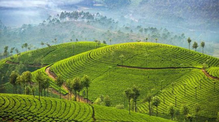 Munnar, Kerala – Tea Gardens & Tranquility