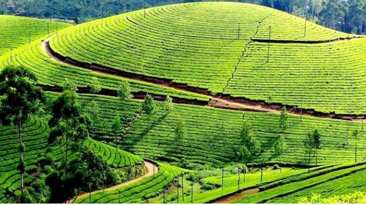 Tea-Trail at Coonoor’s Nilgiris